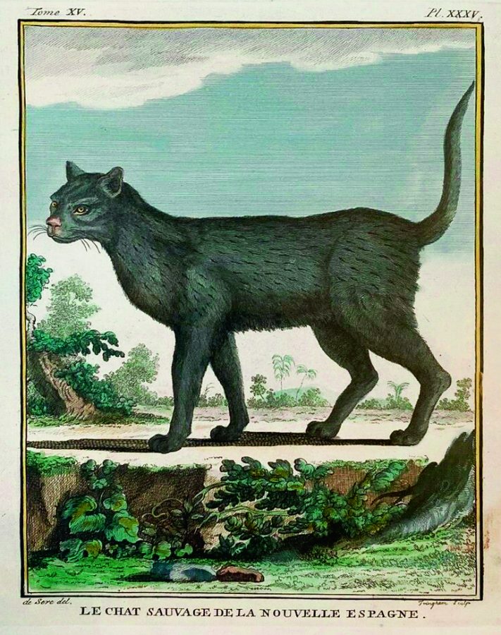 Уильям Трингем (1723 г) «Дикая кошка в Новой Испании» © Maksimova&Bykov Consulting