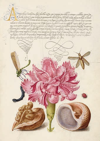 Йорис Хофнагель «Гвоздика, насекомое, гусеница, грецкий орех, моллюск», 1560–1596 © Музей Гетти, Лос-Анджелес
