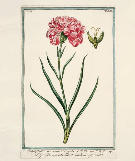 На ботанической иллюстрации — гравюре итальянского художника XVIII века Джорджо Бонелли (Giorgio Bonelli; 1724–1803) — мы видим изображение Caryophyllus maximus (так называемой калабрийской,
или розовой, гвоздики), являющейся разновидностью Гвоздики садовой.