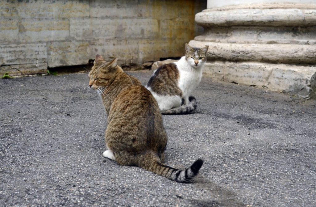 Эрмитажные коты на прогулке © Точка ART
